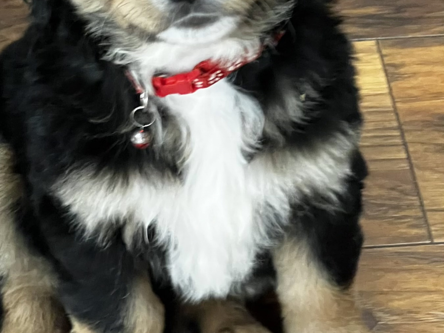 Bernese Mountain Dog Cross puppies 2