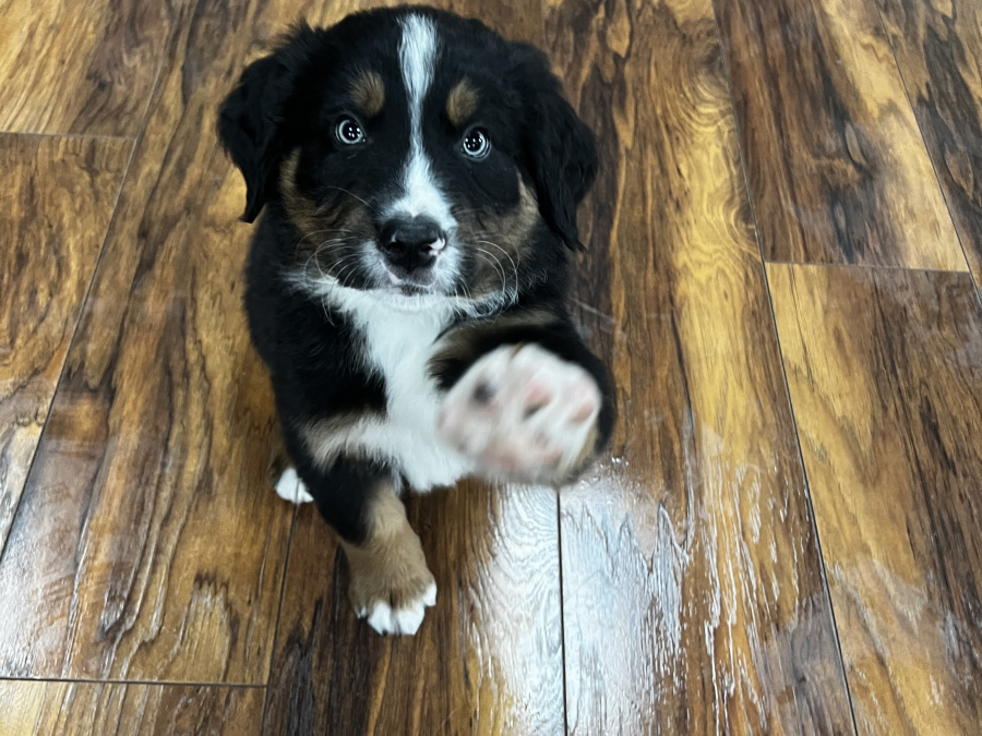 Bernese Mountain Dog Cross puppies 8