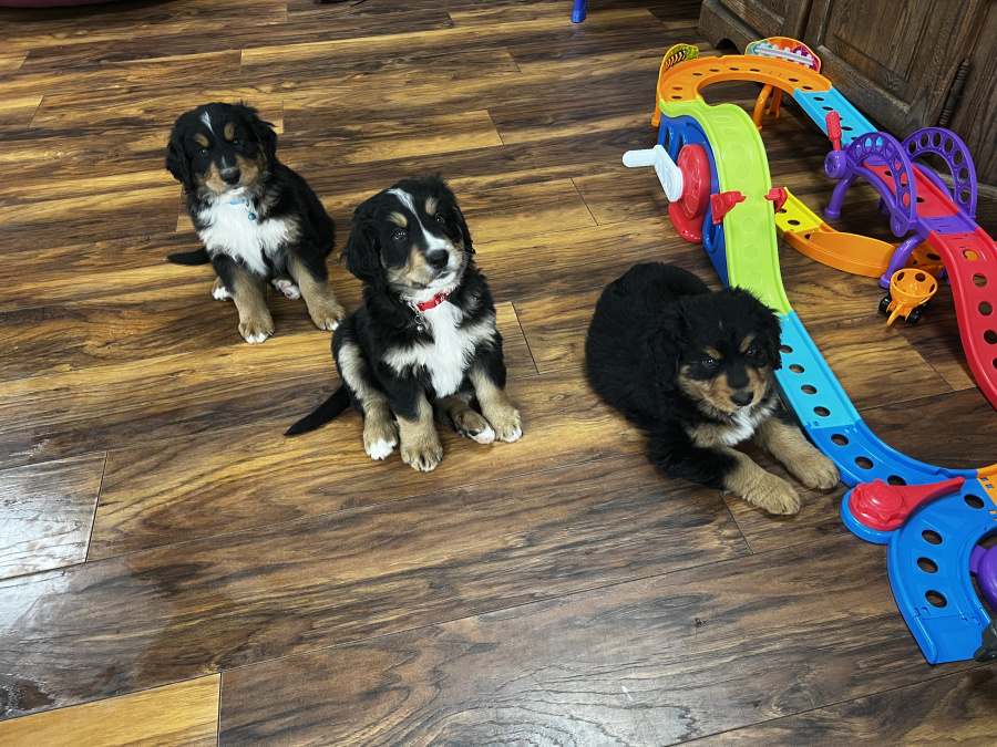 Bernese Mountain Dog Cross puppies 9