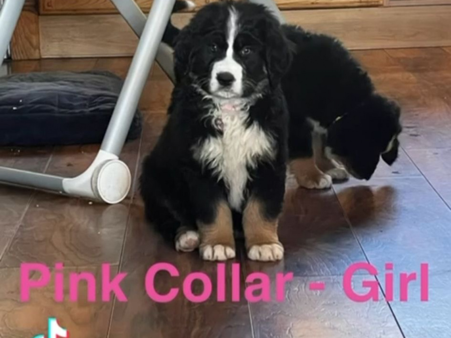 Bernese Mountain Dog Cross puppies 10