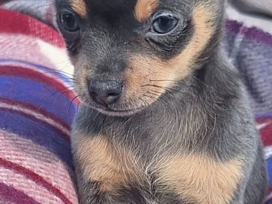 Beautiful chihuahua puppy