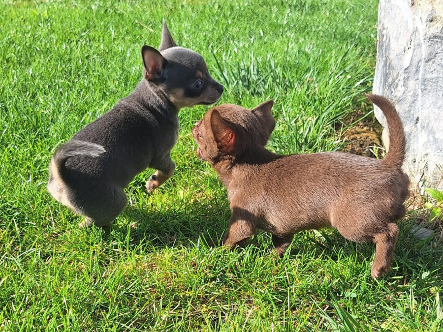 Beautiful chihuahua puppy 3