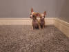 Micro mini chihuahua puppies 3
