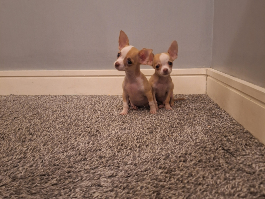 Micro mini chihuahua puppies 3