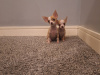 Micro mini chihuahua puppies 8