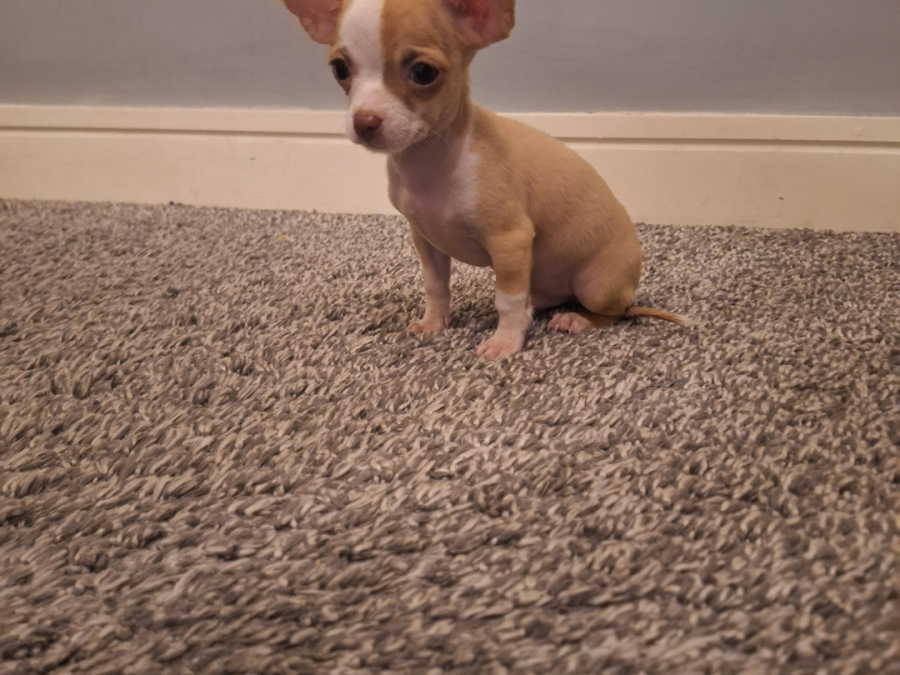 Micro mini chihuahua puppies 7