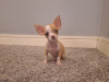 Beautiful micro mini chihuahua puppies 2