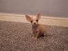 Beautiful micro mini chihuahua puppies 3