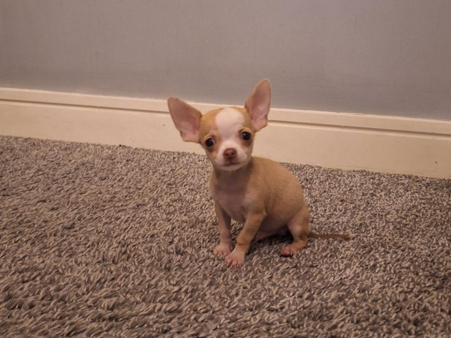 Beautiful micro mini chihuahua puppies 3