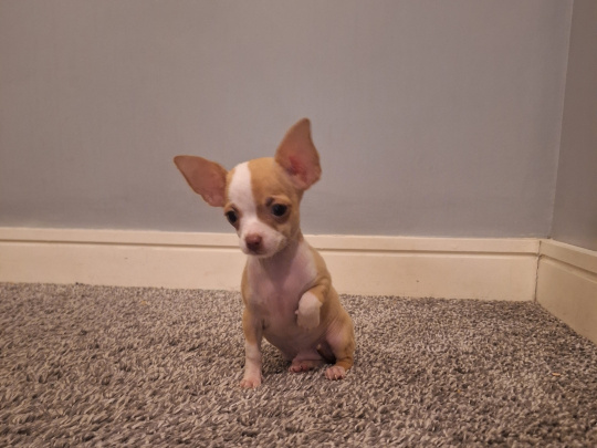 Beautiful micro mini chihuahua puppies