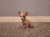 Beautiful micro mini chihuahua puppies 6