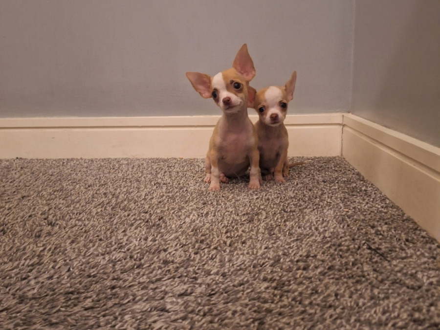 Beautiful micro mini chihuahua puppies 8