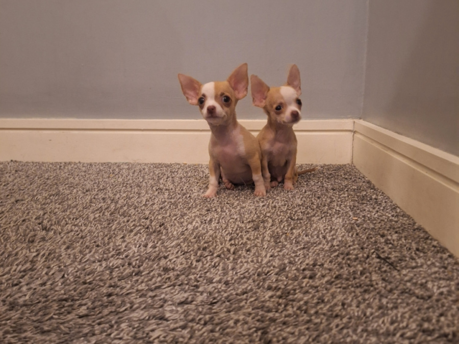 Beautiful micro mini chihuahua puppies 5