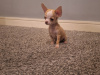 Beautiful micro mini chihuahua puppies 7
