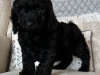 Cockapoo Puppy Girl 1 Remaining 3