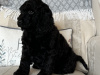 Cockapoo Puppy Girl 1 Remaining 2