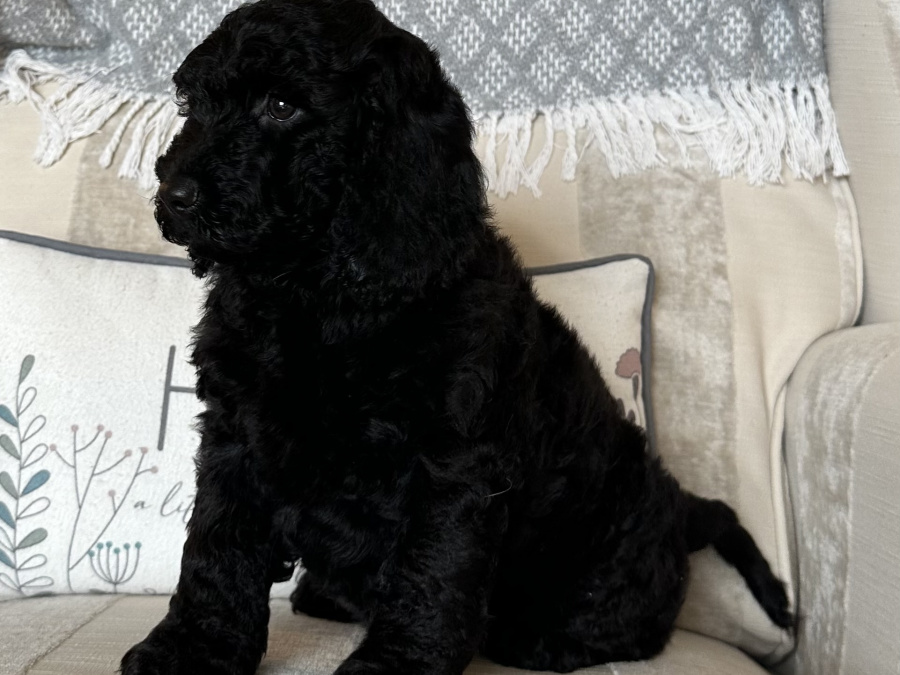 Cockapoo Puppy Girl 1 Remaining 2