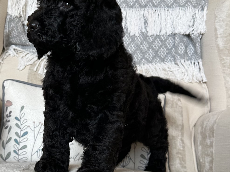 Cockapoo Puppy Girl 1 Remaining 4
