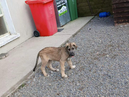 Irish wolfhound puppies