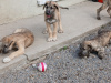 Irish wolfhound puppies 3