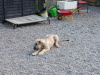 Irish wolfhound puppies 4