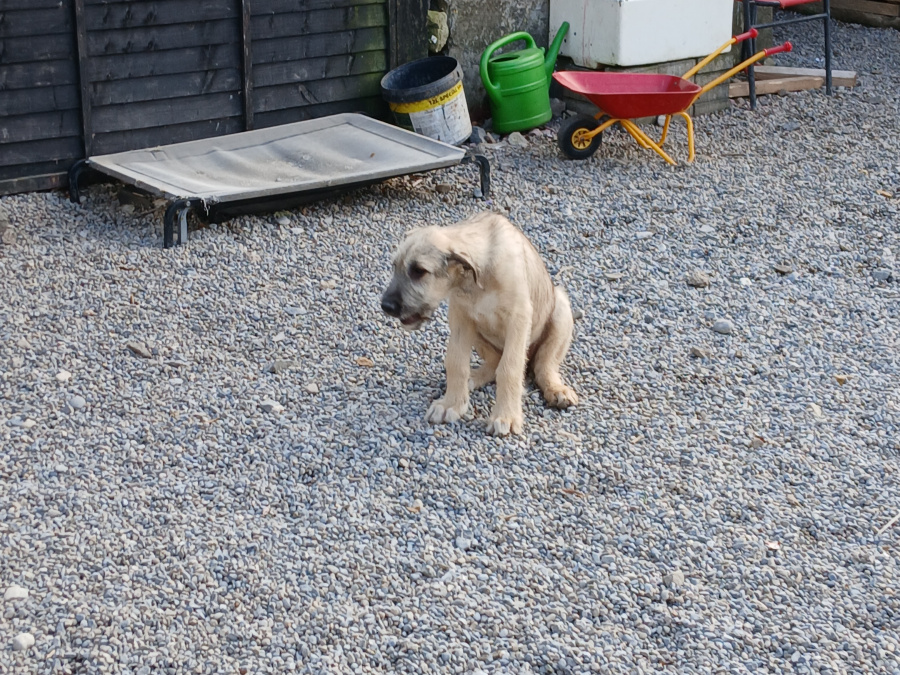 Irish wolfhound puppies 5