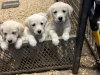 Golden Retriever X Lab Puppies 3
