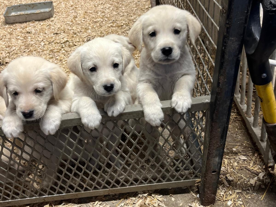 Golden Retriever X Lab Puppies 3