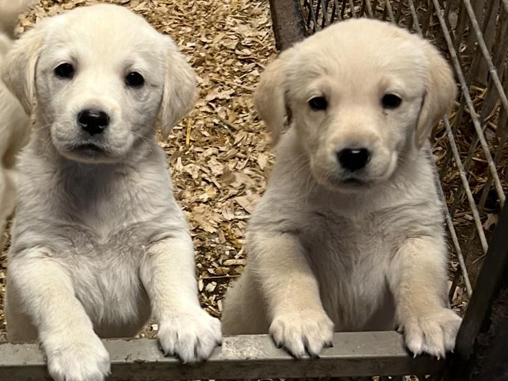 Golden Retriever X Lab Puppies 2