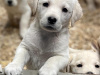 Golden Retriever X Lab Puppies 1