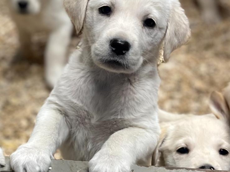 Golden Retriever X Lab Puppies 1