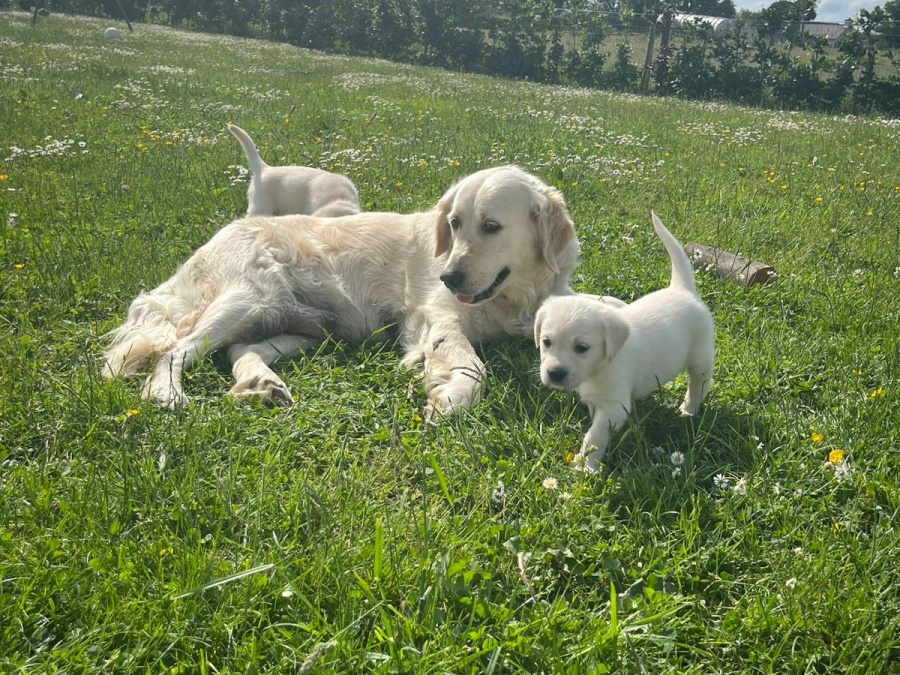 Golden Retriever X Lab Puppies 4