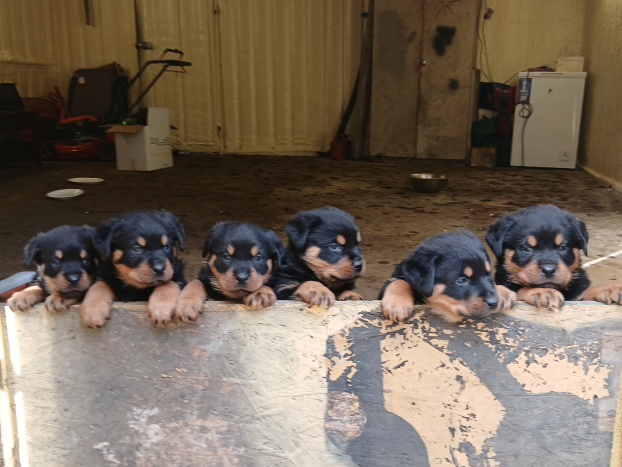 Adorable rottweiler puppies for sale 1