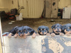 Adorable rottweiler puppies for sale 2