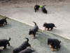 Adorable rottweiler puppies for sale 3