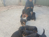 Adorable rottweiler puppies for sale 4