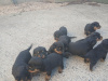 Adorable rottweiler puppies for sale 5