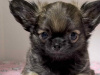 Tiny T-Cup Chihuahua Puppies! 3