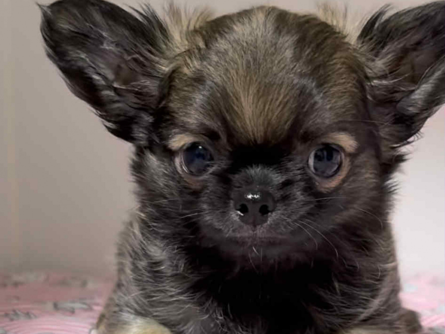 Tiny T-Cup Chihuahua Puppies! 3