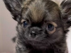 Tiny T-Cup Chihuahua Puppies! 1
