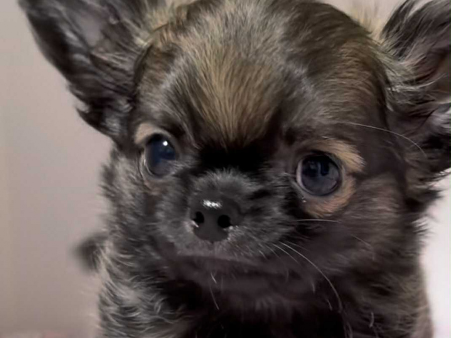 Tiny T-Cup Chihuahua Puppies! 1