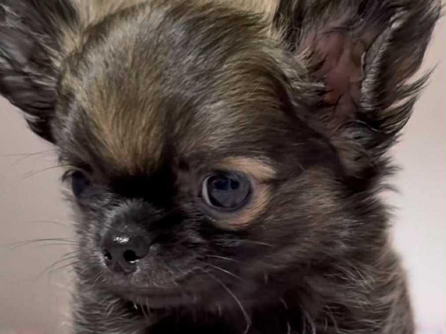 Tiny T-Cup Chihuahua Puppies! 2