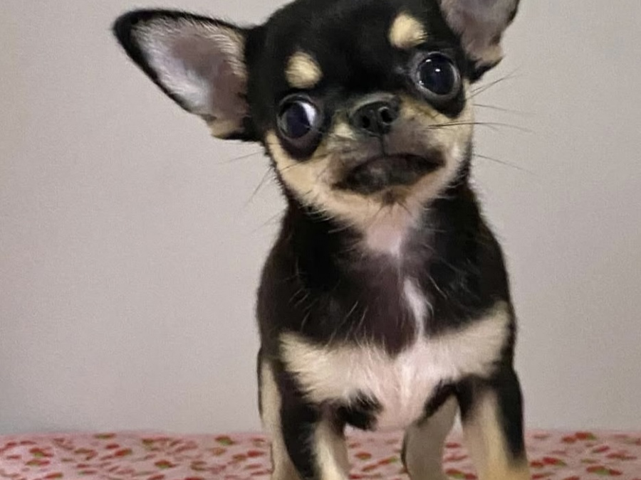 ⭐FULLY VACCINATED TINY chihuahua ⭐🧡⭐ 2
