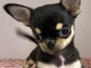 Chihuahua pup 4