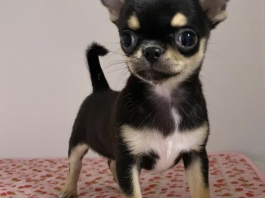 Chihuahua pup