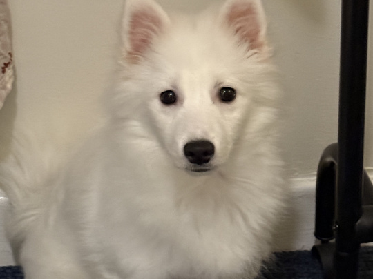 White Japanese Spitz