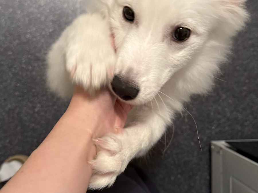 White Japanese Spitz 3