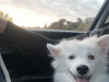 White Japanese Spitz 2