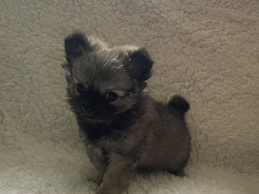 Tiny T-Cup Chihuahua Pup💥💥 1