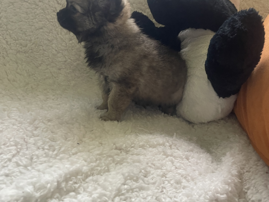 Tiny T-Cup Chihuahua Pup💥💥 4